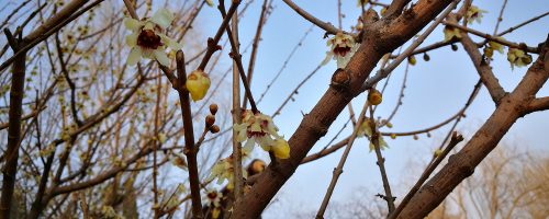 HongX Lab Forum-Hello world!